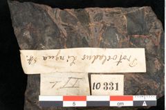 Foto (Detailansicht) von Protocladus lingua Ettingshausen (NHMW-GEO-2024-0188-10331)